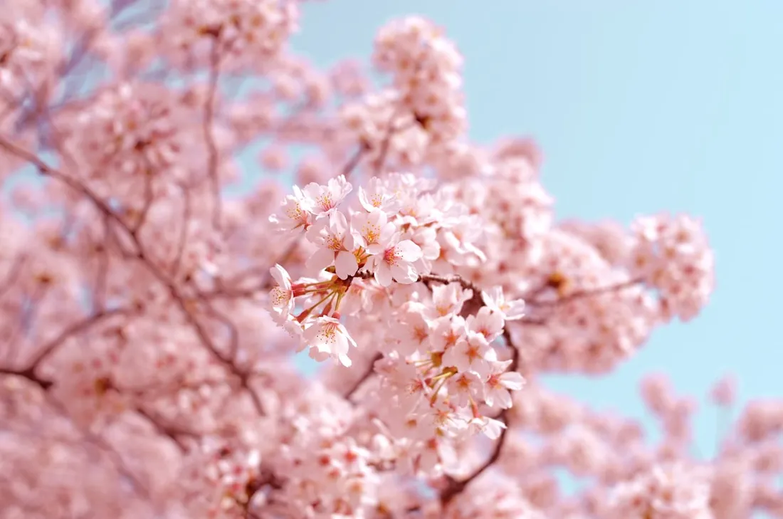 Cherry Blossoms Without the Selfie Wall: The Best Spots Nobody Tells You About